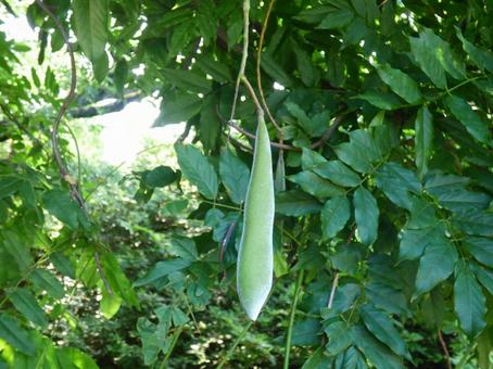 Wisteria seeds 002, JPG Wisteria seeds 002, JPG