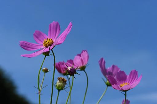 コスモス街道で撮ったコスモスの花 コスモス街道で撮ったコスモスの花の写真