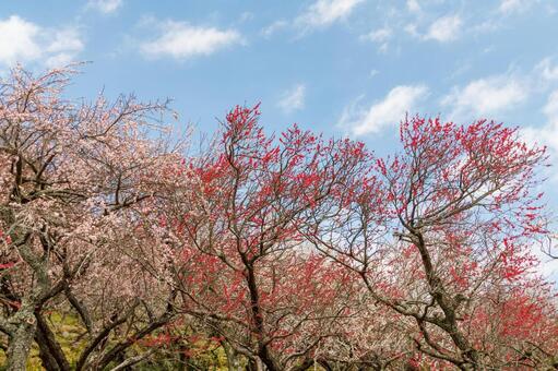 青空に映える満開の紅梅 梅,迎春,梅の花の写真素材