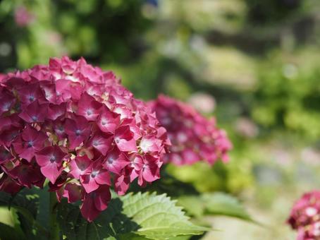 紫陽花 紫陽花の写真