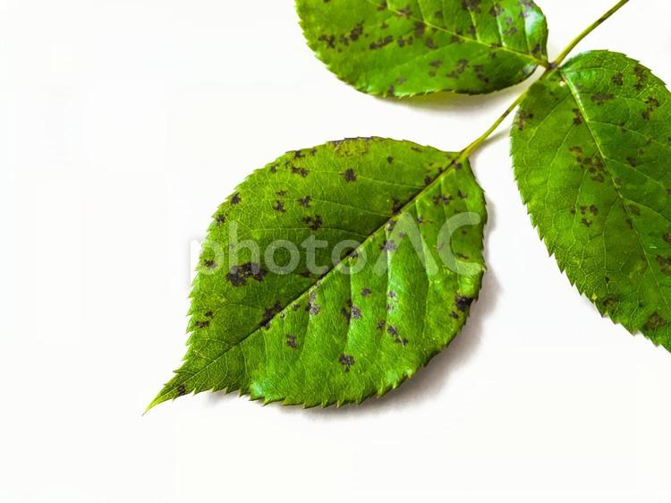 植物の病気　黒点病 黒星病,黒点病,バラの写真素材