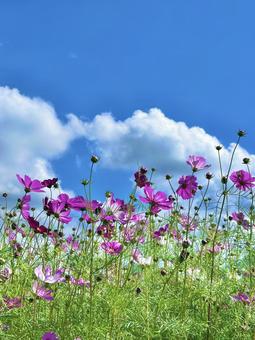 コスモス コスモス,空,秋の写真素材