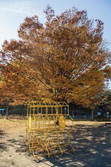 紅葉したケヤキの大木とジャングルジム 秋,公園,紅葉の写真素材