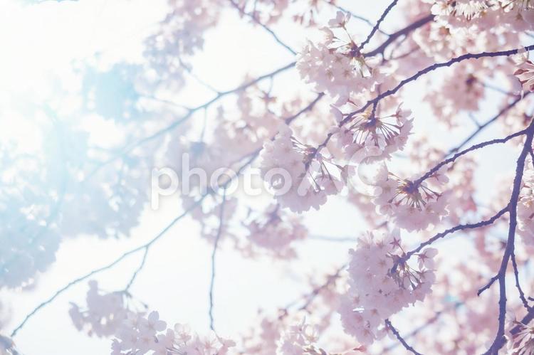 光り輝く満開の桜と青空 サクラ,桜,満開の写真素材