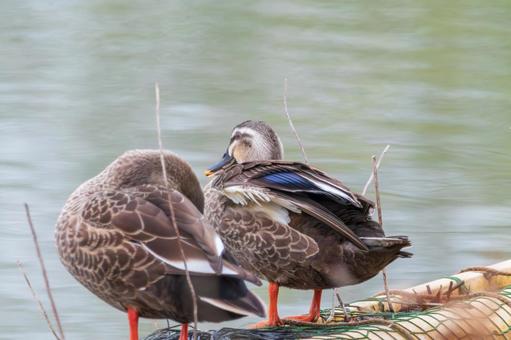 水辺で寄り添うカルガモのつがい 水辺で寄り添うカルガモのつがい カルガモ,鴨,カモの写真素材