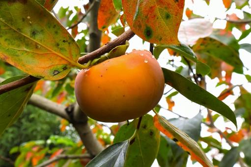 実がついた庭の柿の木 果物 秋の味覚 秋 実がついた庭の柿の木 果物 秋の味覚 秋 柿,秋,秋の味覚の写真素材