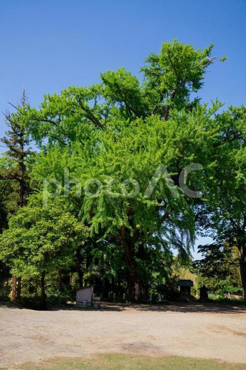 爽やかな公園の風景 公園,新鮮,散歩の写真素材