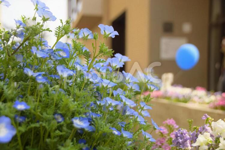 花と風船 自然,晴れ,季節の写真素材