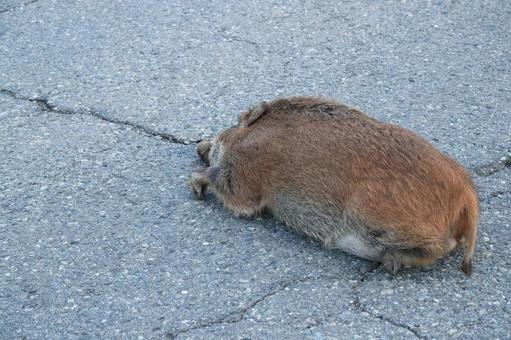 ロードキル（イノシシ） イノシシ,猪,ニホンイノシシの写真素材