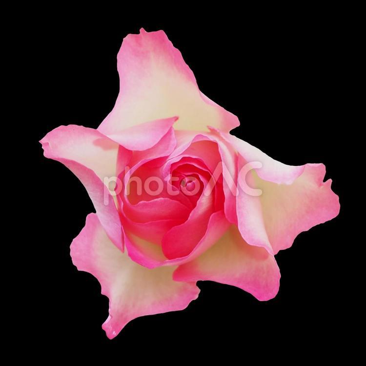 バラの花　切り抜き黒背景 バラ,ローズ,赤の写真素材