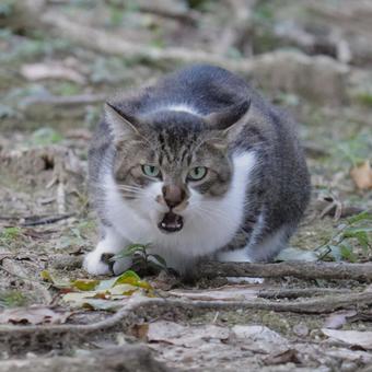 公園ネコ　沖縄県　那覇市の写真