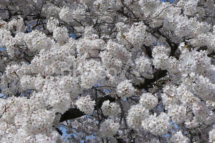 桜（一関市）の風景 桜,花,ソメイヨシノの写真素材