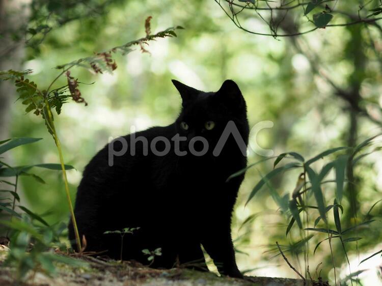 野良猫【黒 1】 猫,野良猫,黒猫の写真素材