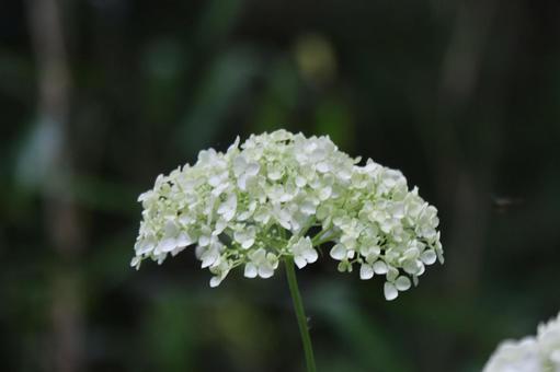 紫陽花 紫陽花の写真