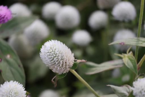 花畑の白い1輪の千日紅の花のアップの写真
