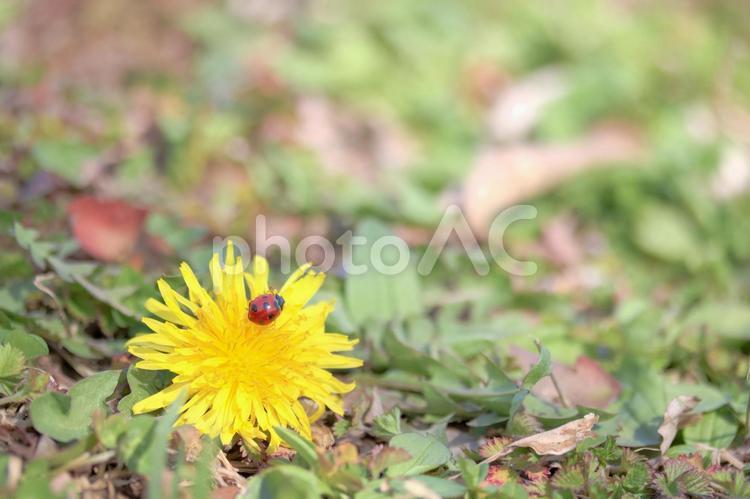 たんぽぽとてんとう虫 花,たんぽぽ,てんとう虫の写真素材