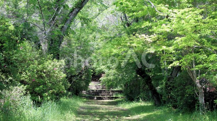 新緑の樹木がうっそうと茂る西山本門寺参道 西山本門寺,新緑,五月の写真素材