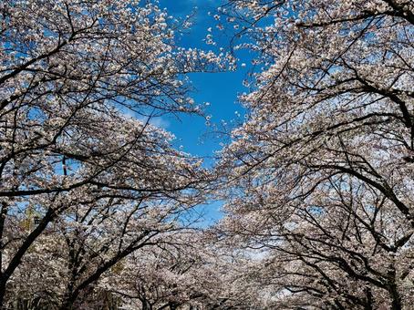 Cherry blossoms in full bloom against the blue sky, JPG