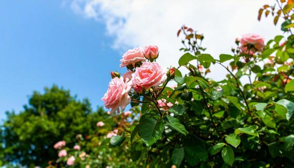 バラ園で咲く満開のバラ バラ園で咲く満開のバラの写真