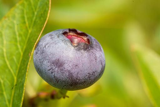 Blueberries ripe for eating, JPG