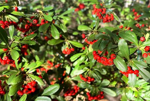 赤い実 ピラカンサス,トキワサンザシ,植物の写真素材