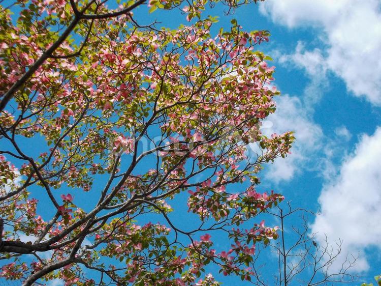 青空をバックの花水木 花水木,ハナミズキ,春の写真素材