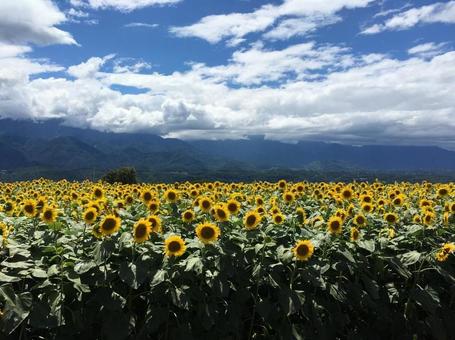 ひまわり畑 ひまわり畑,夏,ひまわりの写真素材