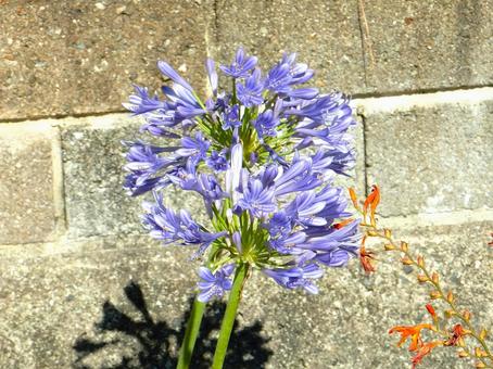 Photo, agapanthus, purple clam, blue, 