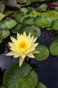 暗い水面に浮かぶ鮮やかな黄色の睡蓮 睡蓮,スイレン,花の写真素材