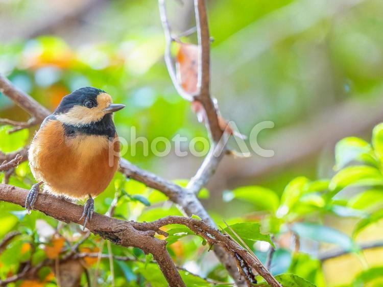 枝にとまるヤマガラ・コピースペース ヤマガラ,野鳥,鳥の写真素材