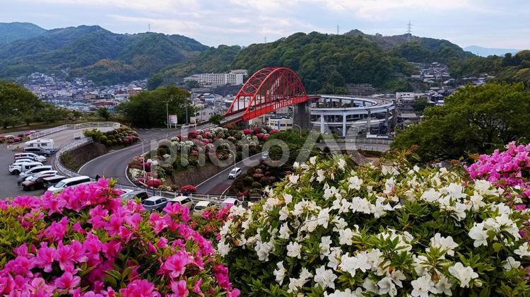 音戸大橋とツツジ 音戸大橋,呉市,広島県の写真素材