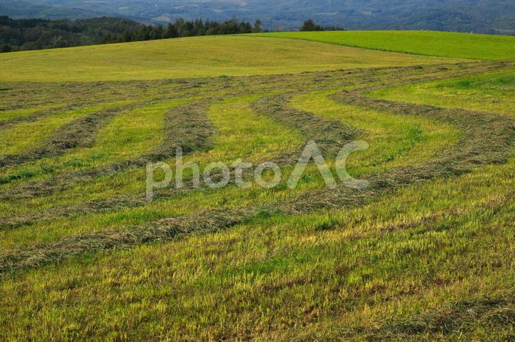 刈り取られた牧草地 牧草,刈り取る,収穫の写真素材