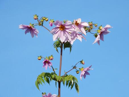 【花の写真】皇帝ダリア 皇帝ダリア,コウテイダリア,植物の写真素材