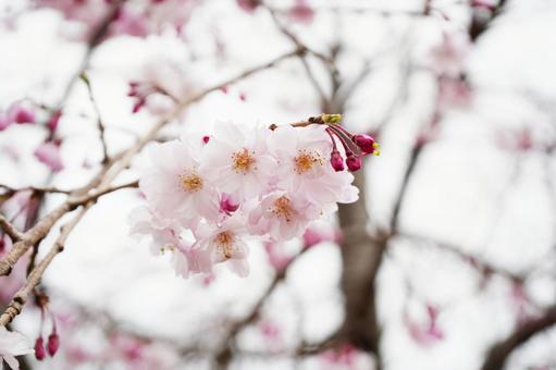 ふんわりとしたヤエザクラ1  桜,八重桜,空の写真素材