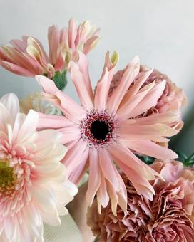 ガーベラの花2 ガーベラの花2の写真