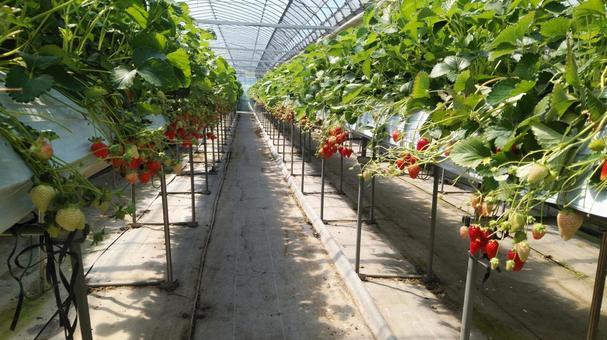 Strawberry picking, JPG