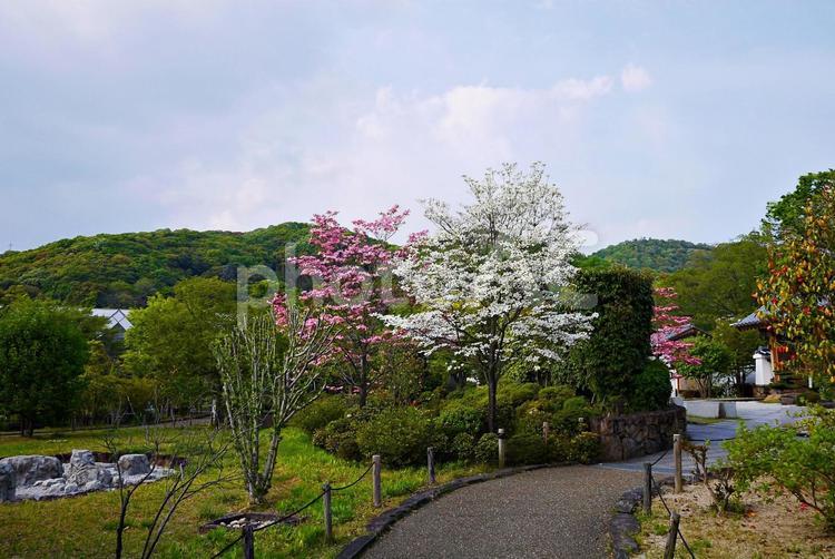 ハナミズキ咲く池田城跡公園 ハナミズキ,花水木,アメリカヤマボウシの写真素材