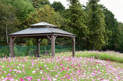 かざはやの里　コスモス畑 コスモス,コスモス畑,津の写真素材