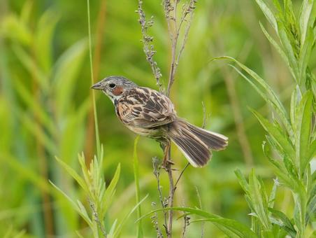 野鳥 ホオアカ 野鳥 ホオアカ 自然,生き物,かわいいの写真素材