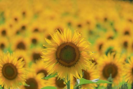 sunflower field, JPG