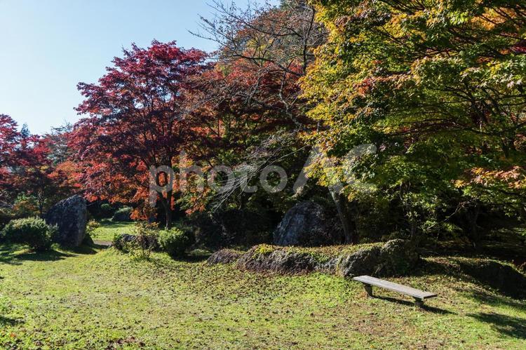 紅葉と落葉とベンチ（きみまち阪公園）３ 紅葉,落葉,落ち葉の写真素材