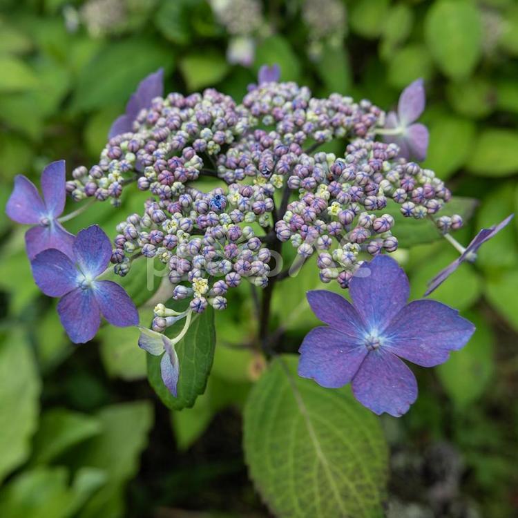 花写真　アジサイ 花,草,植物の写真素材