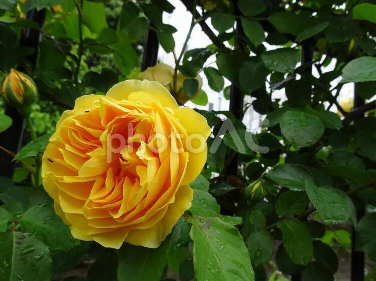 雨上がりのバラ バラ,薔薇,黄色の写真素材