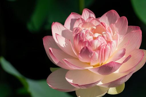 池に浮かぶピンクのハスの花 池に浮かぶピンクのハスの花の写真