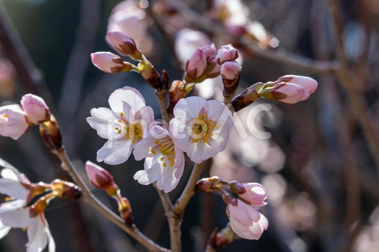 咲き始めた桜の花01 花,春,植物の写真素材