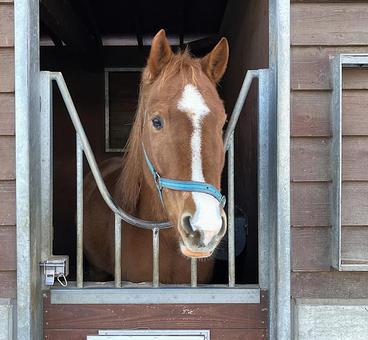 厩舎のお馬さん 厩舎のお馬さんの写真
