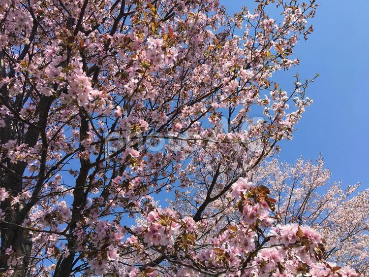 桜の木 桜,青空,晴天の写真素材