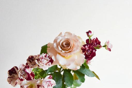 満開のバラとスプレーばら 満開のバラとスプレーばら コーラルピンク,スプレーばら,満開の写真素材