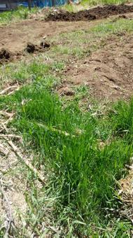 畑の雑草 畑,家庭菜園,雑草の写真素材