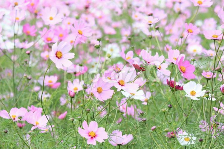 秋晴れの日のコスモス_07 コスモス,コスモス畑,秋晴れの写真素材